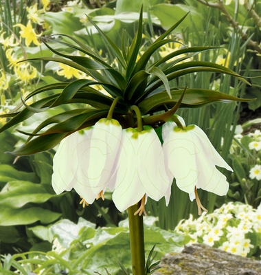 Fritillaire impériale Blanc (Fritillaria Imperialis Early Romance)