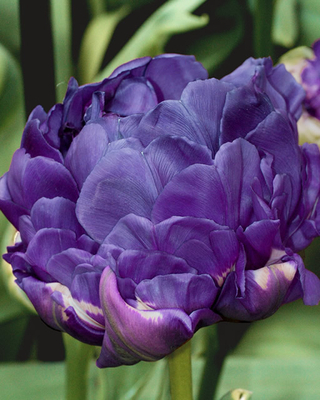 Tulipa Double Blue