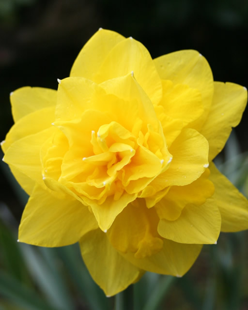 Narcisses Golden Ducat