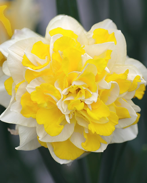 Narcisses Sweet Pomponnette
