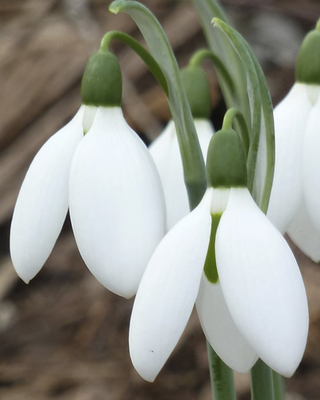 Perce-neige Elwesii - en vrac