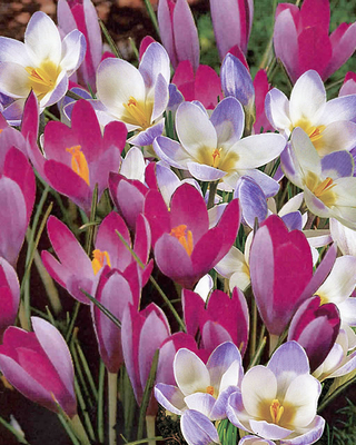 Crocus Tommasinianus Blue-Pearl & Roseus