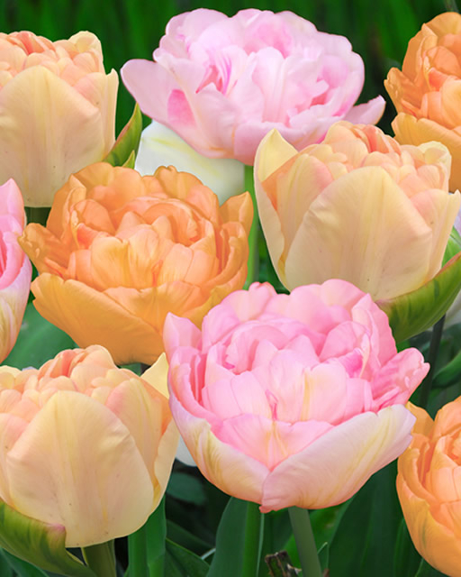 Tulipes Angelique en MÃ©lange