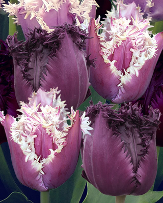 Tulipa Cummins/Pacific Pearl