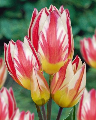 Tulipa Tricolette