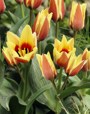 Tulipa Greigii Rouge/Jaune