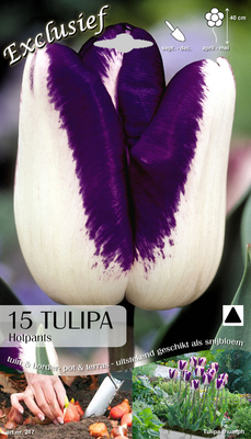 Tulipes Hotpants (Caméléon)