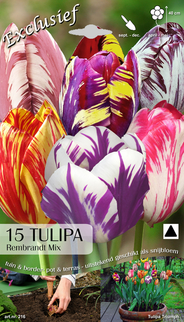 Tulipes Rembrandt en MÃ©lange (CamÃ©lÃ©on)