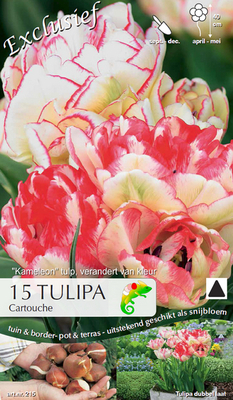 Tulipes Cartouche (Caméléon)