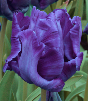 Tulipes Bleu Parrot