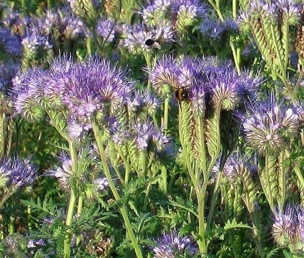 Fumage ou d'Ãngrais vert Phacelia 1KG