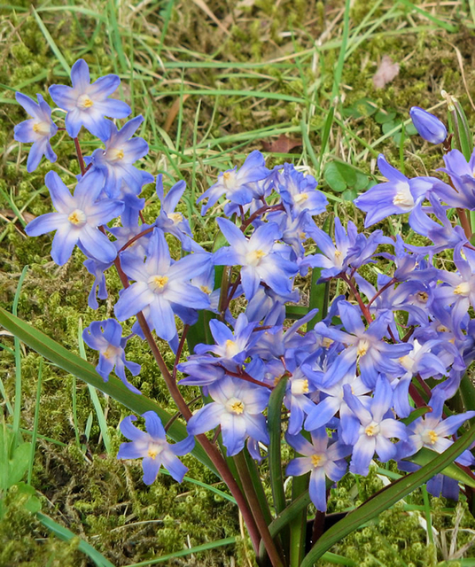 Chionodoxa Lucilea (En Vrac)