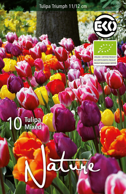 Tulipes Triumph en mélange (Bulbes Biologiques)
