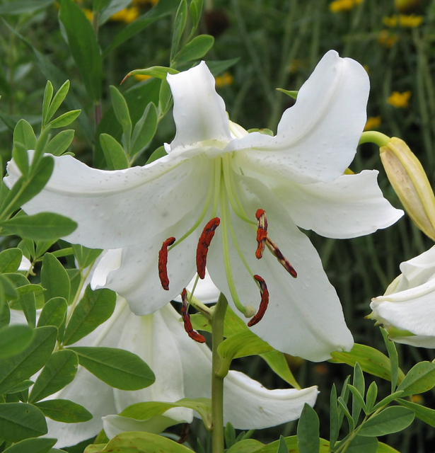 Lis Orientaux Blanc