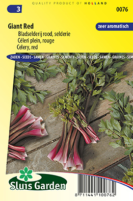 CÃ©leri Giant Red (Apium graveolens)