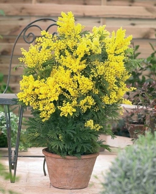 Acacia dealbata (Mimosa) (Plantes en Pot)