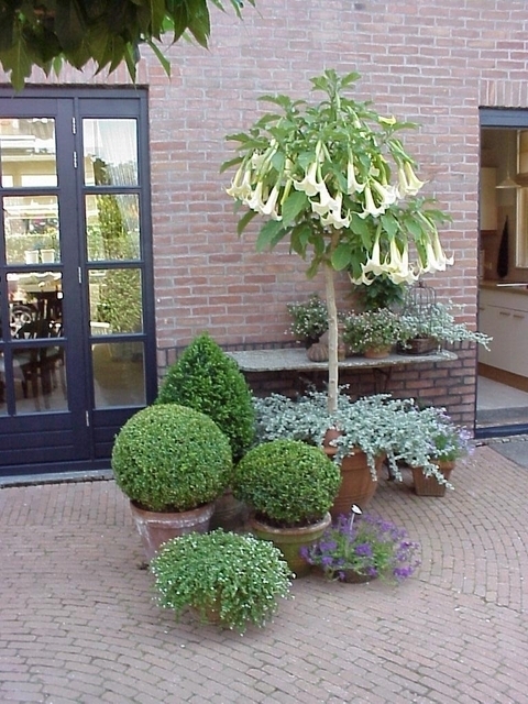 Trompette des anges (brugmansia) blanche (Plantes en Pot)