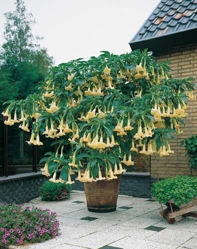 Trompette des anges (brugmansia) jaune (Plantes en Pot)