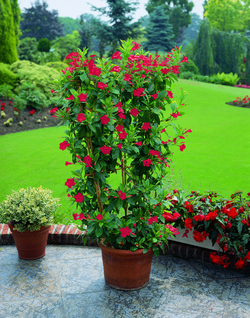 Mandevilla (dipladenia) jasmin du BrÃ©sil rouge (Plantes en Pot)