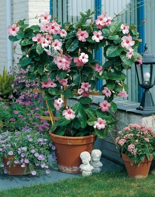 Mandevilla (dipladenia) jasmin du BrÃ©sil rose (Plantes en Pot)
