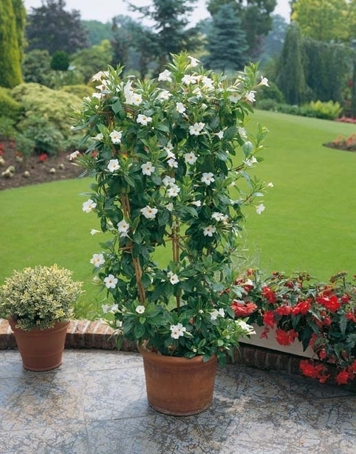 Mandevilla (dipladenia) jasmin du BrÃ©sil blanc (Plantes en Pot)