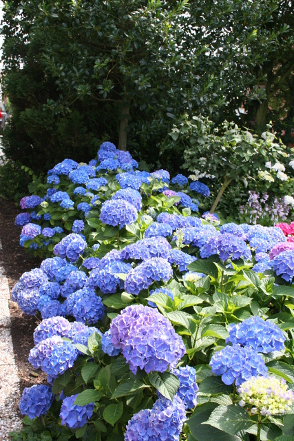 Hortensia (hydrangea) Bleu (Plantes en Pot)