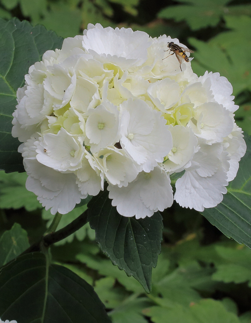 Hortensia (hydrangea) Blanc (Plantes en Pot)