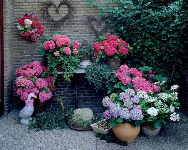 Hortensia MÃ©lange
