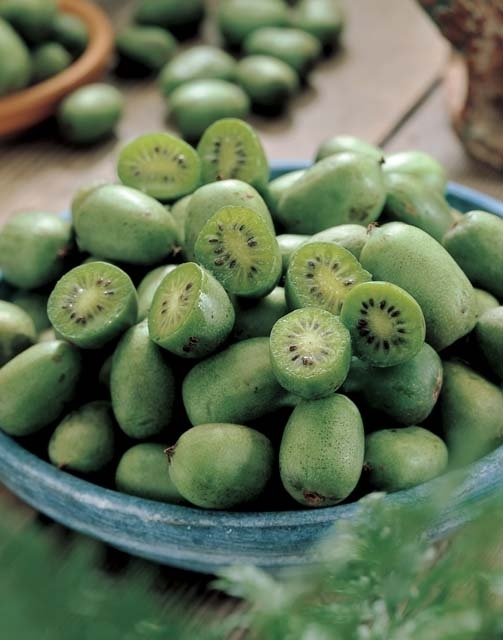 Kiwi dâÃ©tÃ© - Actinidia Arguta