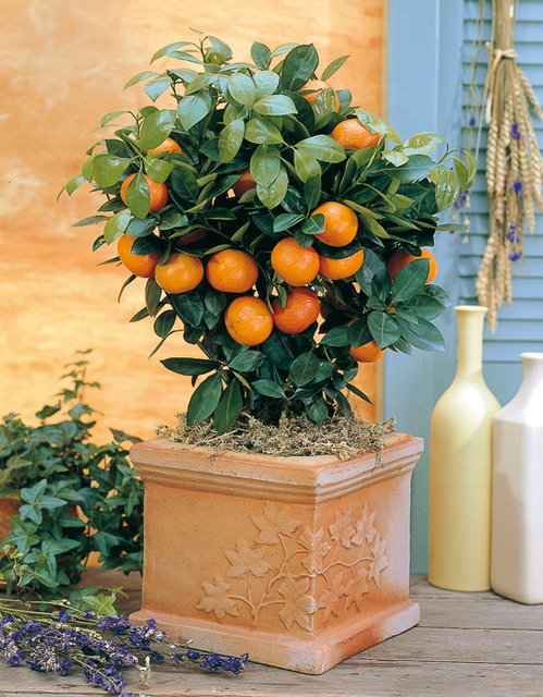 Citrus mitis (calamondin) (citrofortunella mitis)
