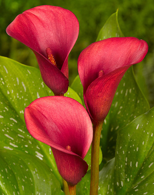 Zantedeschia Carmin Red