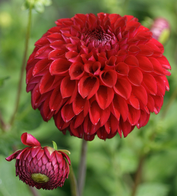 Dahlia Pompon Nescio
