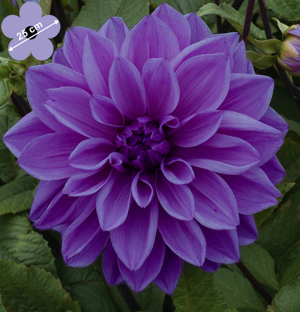 Dahlia Dinnerplate Lilac Time