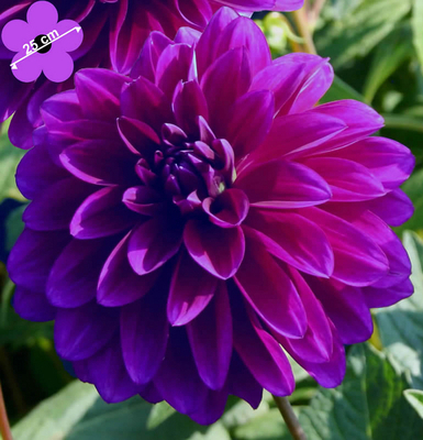 Dahlia Dinnerplate Le Baron