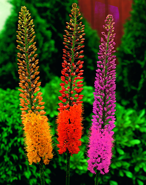 Lys des Steppes en MÃ©lange