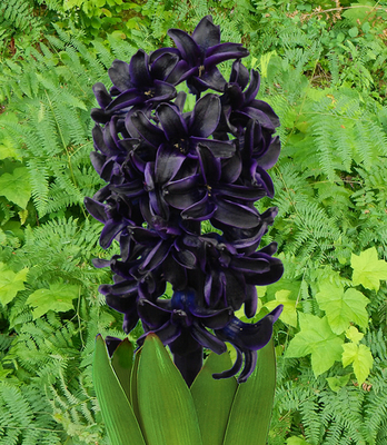 Jacinthe Dark Dimension (Noir)