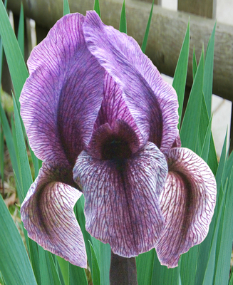 Iris Dardanus