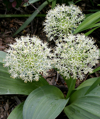 Allium-Ail d'ornement Ivory Queen
