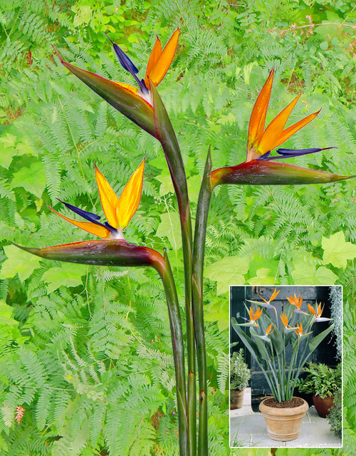 Oiseau de paradis (Strelitzia reginae)