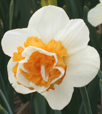 Narcisses Love Call