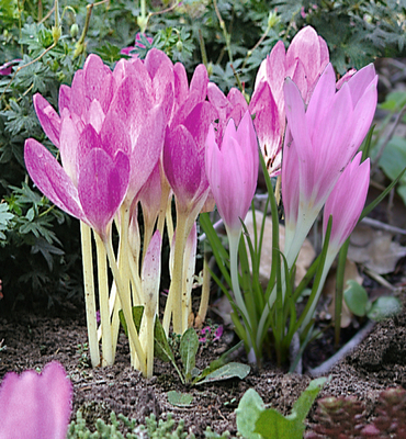 Colchicum Autumnale