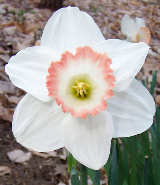 Narcisses Spring Pride