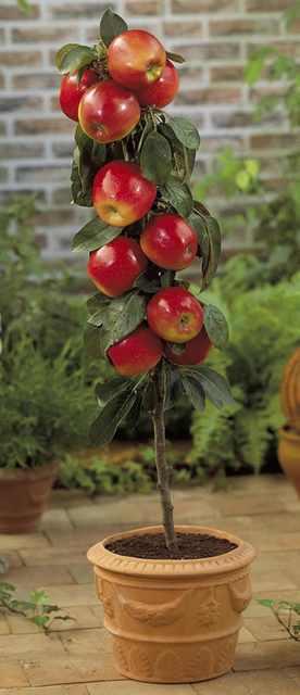 Pomme de Braeburn