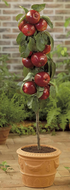 Pomme de Gala