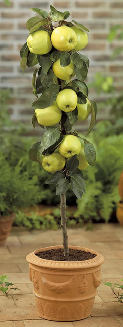 Pomme de Golden Delicious (Malus Golden Delicious)
