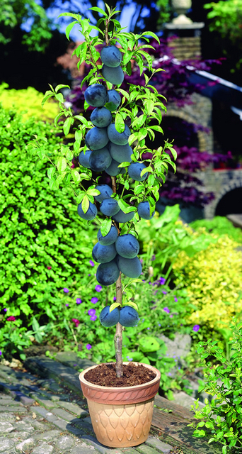 Prunier Black Amber