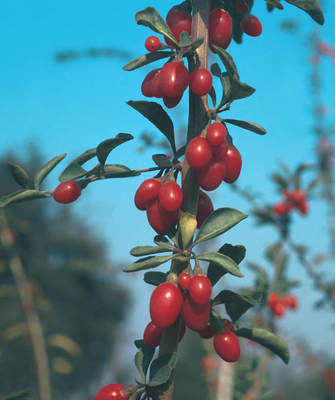 Baie de Goji (Lycium barbarum)