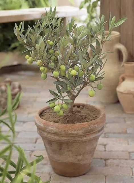 Olivier (Olea europaea)