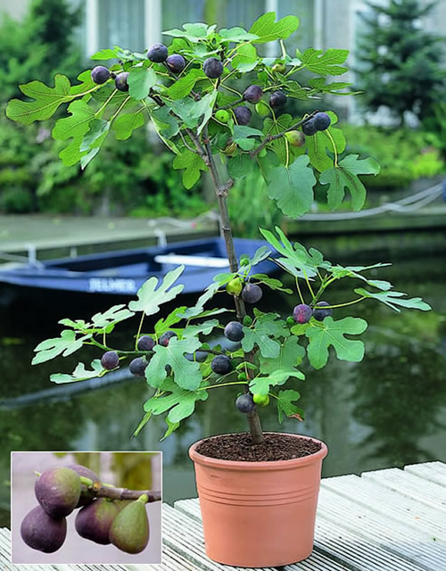 Figuier (Ficus carica)
