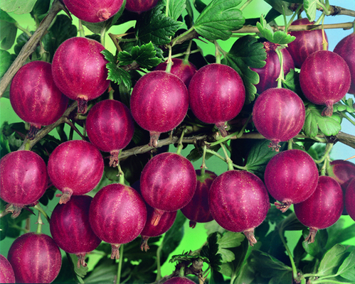 Groseillier rougey (Ribes uva-crispa)